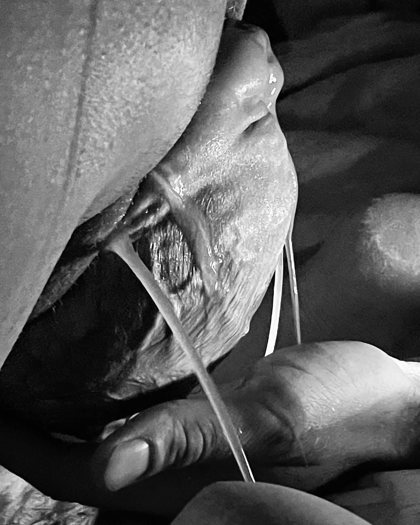 Close-up of a cat drinking water from a faucet.